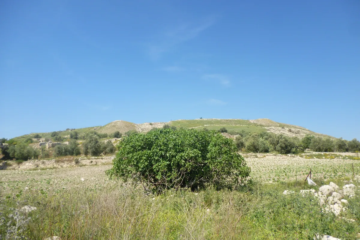 Le tell de Dothan, colline verdoyante au-dessus d'une plaine plantée d'arbres