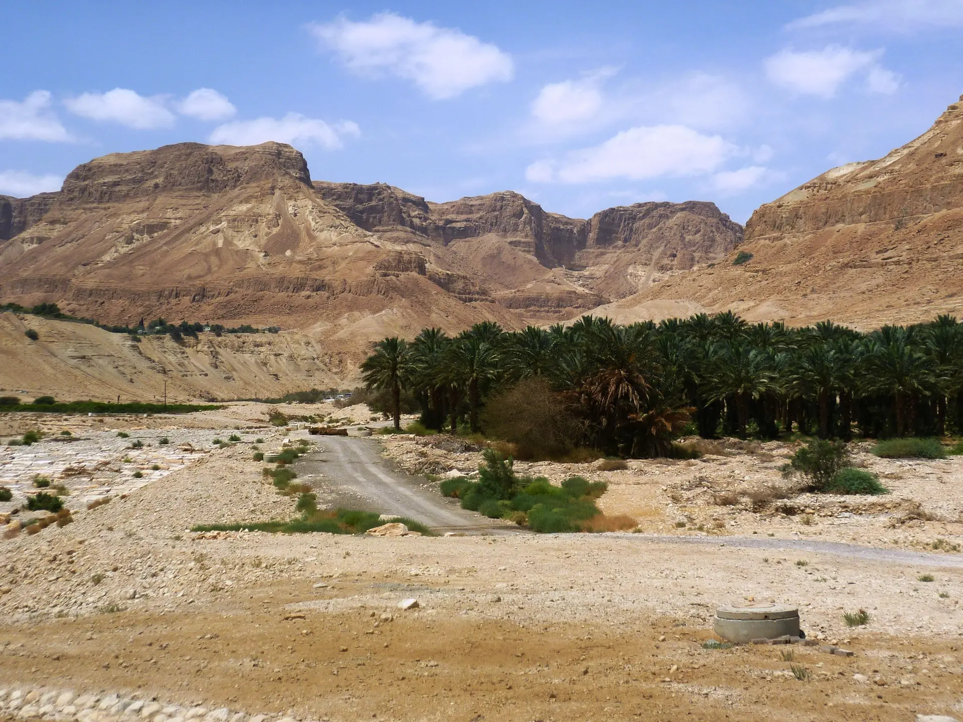 מטע דקלים ירוק למרגלות מצוקים גבוהים בגוון אוקר במדבר יהודה, תחת שמים כחולים, ודרך עפר בחזית