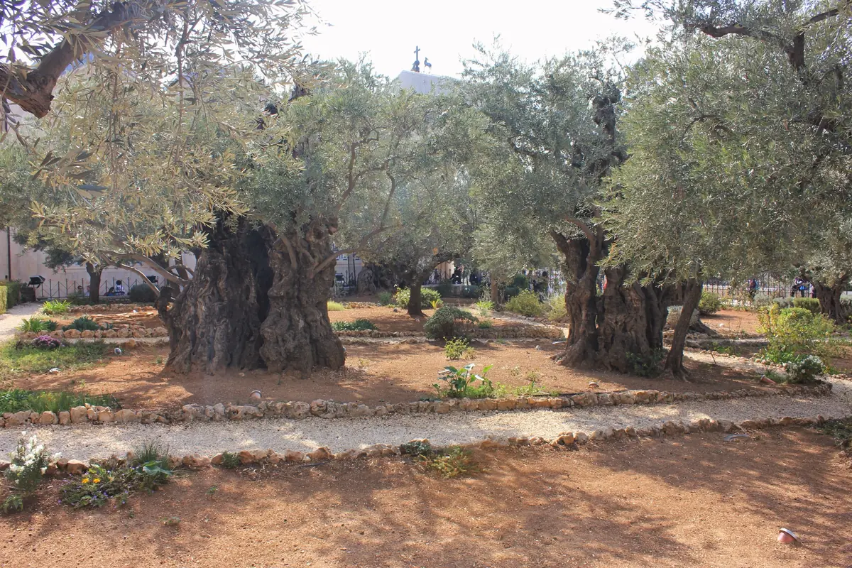 Olive trees with huge gnarled trunks in a walled garden, red earth edged with stones