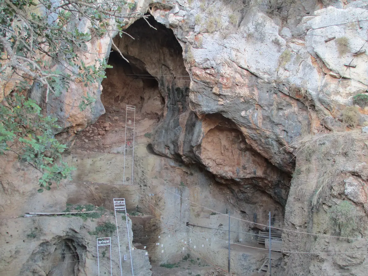 פתח מערה גבוה במצוק גיר, ובו חתך חפירה, סולמות ורשת מדידה